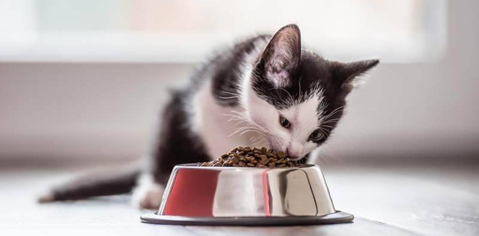 Корм холистик для кошек: забота о здоровье вашего питомца