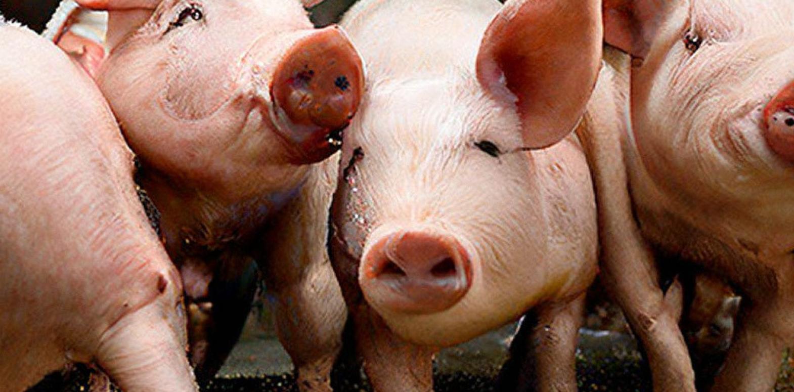 Будівництво свинарників: як звести надійне приміщення для сучасного свинарства